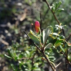 Bursaria spinosa subsp. lasiophylla at Macarthur, ACT - 17 May 2020 03:10 PM