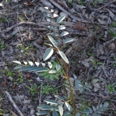 Indigofera australis subsp. australis (Australian Indigo) at Macarthur, ACT - 17 May 2020 by Mike