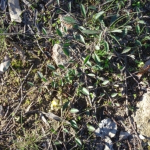 Goodenia hederacea at Macarthur, ACT - 17 May 2020