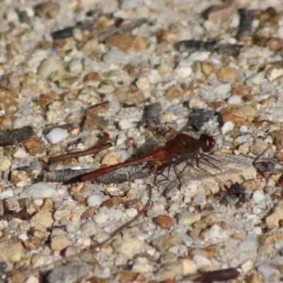 Diplacodes bipunctata (Wandering Percher) at Moruya, NSW - 16 May 2020 by LisaH