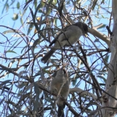 Pachycephala pectoralis (Golden Whistler) at Deakin, ACT - 17 May 2020 by JackyF