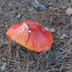 Amanita muscaria (Fly Agaric) at Isaacs, ACT - 16 May 2020 by Mike