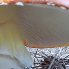 Amanita muscaria at Isaacs, ACT - 16 May 2020