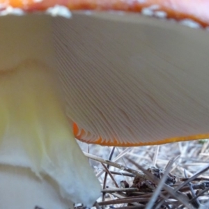 Amanita muscaria at Isaacs, ACT - 16 May 2020