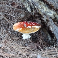 Amanita muscaria at Isaacs, ACT - 16 May 2020