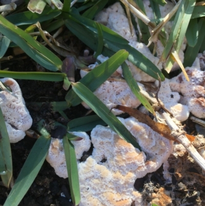 Abortiporus biennis (Blushing Rosette) at Downer, ACT - 17 May 2020 by forest17178