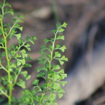 Lindsaea microphylla (Lacy Wedge-fern) at Moruya, NSW - 16 May 2020 by LisaH