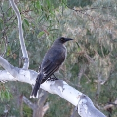 Strepera versicolor (Grey Currawong) at Isaacs Ridge - 16 May 2020 by Mike