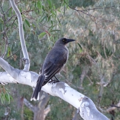 Strepera versicolor (Grey Currawong) at Isaacs Ridge - 16 May 2020 by Mike