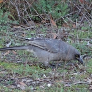 Strepera versicolor at Isaacs Ridge - 16 May 2020