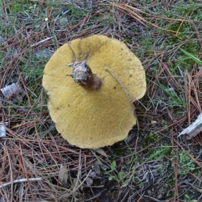 Suillus sp. (A bolete ) at Isaacs, ACT - 12 May 2020 by Mike