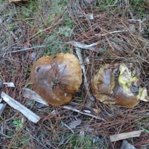 Suillus sp. at Isaacs, ACT - 12 May 2020