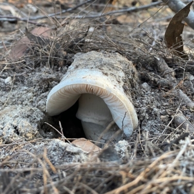 Agarics gilled fungi at Moruya, NSW - 16 May 2020 by LisaH