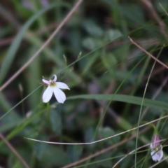 Lobelia purpurascens (White Root) at Moruya, NSW - 16 May 2020 by LisaH