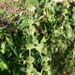 Marrubium vulgare (Horehound) at Isaacs Ridge - 12 May 2020 by Mike