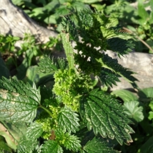 Urtica urens at Isaacs, ACT - 12 May 2020