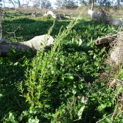 Chenopodium album (Fat Hen) at Isaacs, ACT - 12 May 2020 by Mike