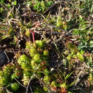 Acaena (genus) at Isaacs Ridge and Nearby - 12 May 2020