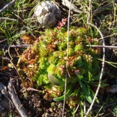 Acaena (genus) at Isaacs Ridge and Nearby - 12 May 2020