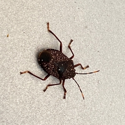 Notius consputus (Yellow-dotted shield bug) at Moruya, NSW - 17 May 2020 by LisaH