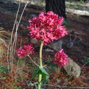 Centranthus ruber at Isaacs, ACT - 12 May 2020