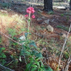 Centranthus ruber at Isaacs, ACT - 12 May 2020