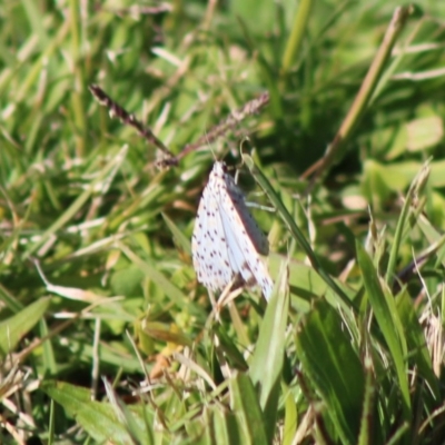 Utetheisa (genus) (A tiger moth) at Moruya, NSW - 17 May 2020 by LisaH