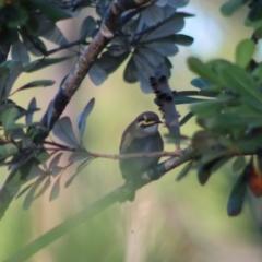 Caligavis chrysops (Yellow-faced Honeyeater) at Moruya, NSW - 17 May 2020 by LisaH