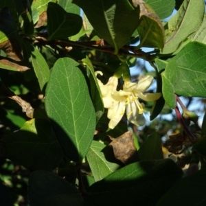 Lonicera fragrantissima at Jerrabomberra, ACT - 11 May 2020