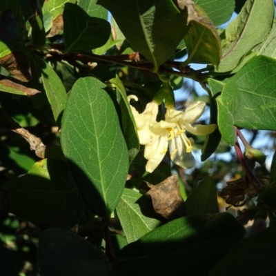 Lonicera fragrantissima (Winter Honeysuckle) at Jerrabomberra, ACT - 11 May 2020 by Mike