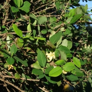 Lonicera fragrantissima at Jerrabomberra, ACT - 11 May 2020