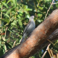 Colluricincla harmonica (Grey Shrikethrush) at Moruya, NSW - 17 May 2020 by LisaH