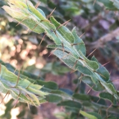 Acacia paradoxa (Kangaroo Thorn) at Googong Foreshore - 17 May 2020 by JaneR