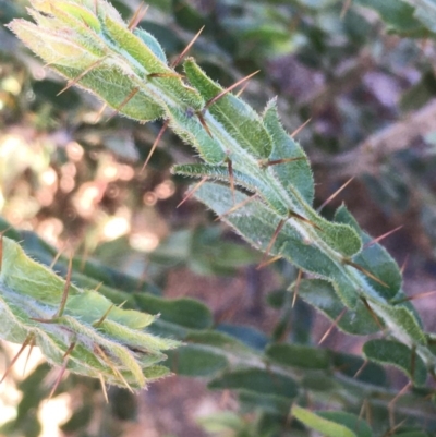 Acacia paradoxa (Kangaroo Thorn) at Burra, NSW - 17 May 2020 by JaneR