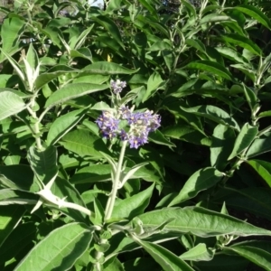 Solanum mauritianum at Isaacs, ACT - 8 May 2020 02:54 PM