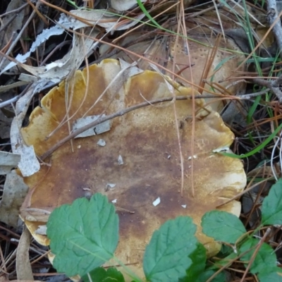 Clitocybe s. l. at Isaacs, ACT - 8 May 2020 by Mike