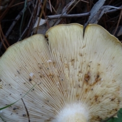 Clitocybe s. l. at Isaacs, ACT - 8 May 2020 02:46 PM