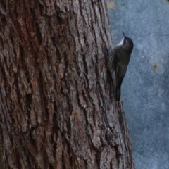 Cormobates leucophaea (White-throated Treecreeper) at Moruya, NSW - 17 May 2020 by LisaH