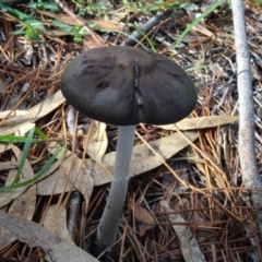 Oudemansiella gigaspora group (Rooting Shank) at Isaacs, ACT - 8 May 2020 by Mike