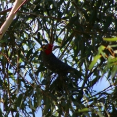 Callocephalon fimbriatum (Gang-gang Cockatoo) at Moruya, NSW - 16 May 2020 by LisaH