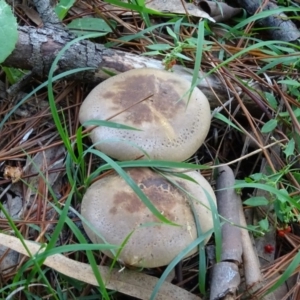 Clitocybe s. l. at Isaacs, ACT - 8 May 2020