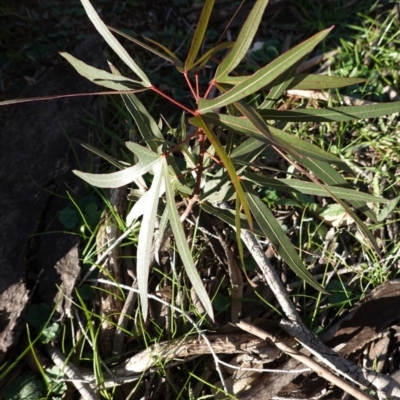 Brachychiton populneus subsp. populneus (Kurrajong) at Hughes, ACT - 16 May 2020 by JackyF