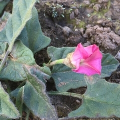 Convolvulus angustissimus subsp. angustissimus (Australian Bindweed) at Googong Foreshore - 17 May 2020 by JaneR