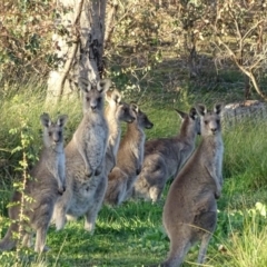 Macropus giganteus (Eastern Grey Kangaroo) at O'Malley, ACT - 7 May 2020 by Mike