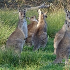 Macropus giganteus at O'Malley, ACT - 7 May 2020 04:32 PM