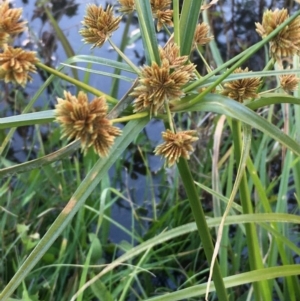 Cyperus eragrostis at Burra, NSW - 17 May 2020