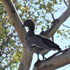Chenonetta jubata (Australian Wood Duck) at Deakin, ACT - 15 May 2020 by JackyF