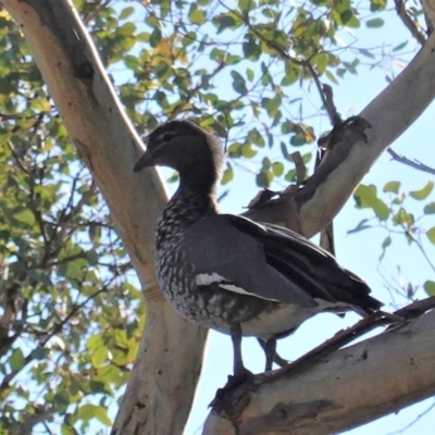 Chenonetta jubata (Australian Wood Duck) at Deakin, ACT - 15 May 2020 by JackyF