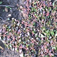 Elatine gratioloides (Waterwort) at Burra, NSW - 17 May 2020 by JaneR