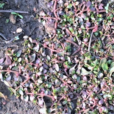 Elatine gratioloides (Waterwort) at Burra, NSW - 17 May 2020 by JaneR